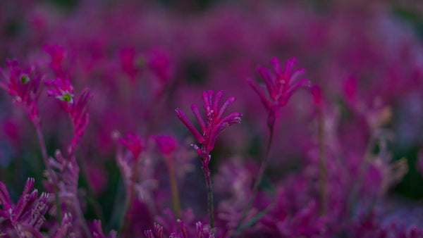 Australian icon Kangaroo Paw is one of the strong suspects of plants and allergies