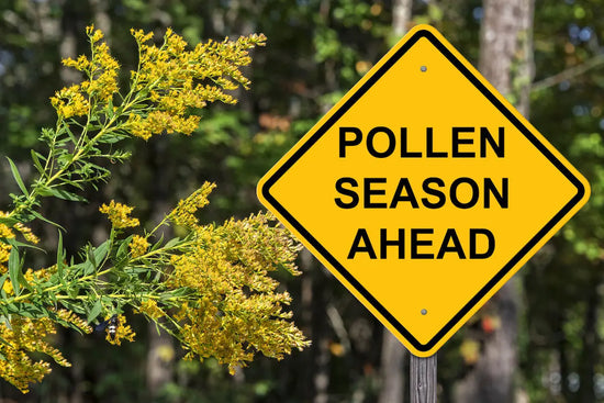 Road sign that states Pollen Season ahead in front of flowering plants